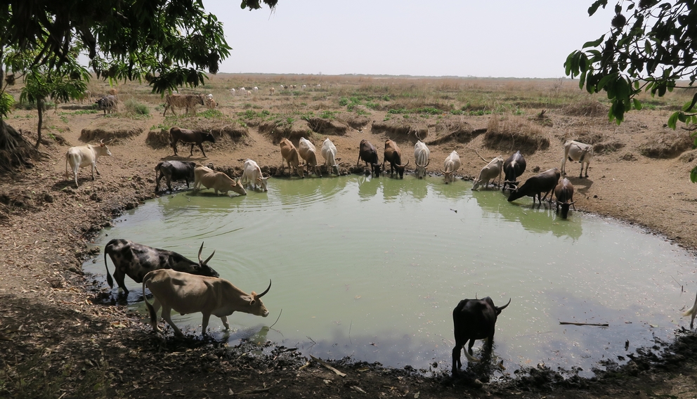 la mare aux crocodiles à Thionk Essyl